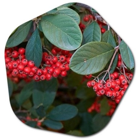 What is the use of Cotoneaster franchetii
