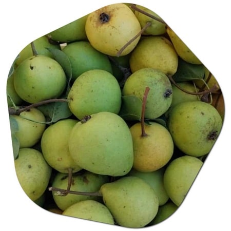 What varieties of pear trees grow in Washington 