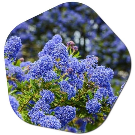 When does the California Lilac plant bloom How to care for it