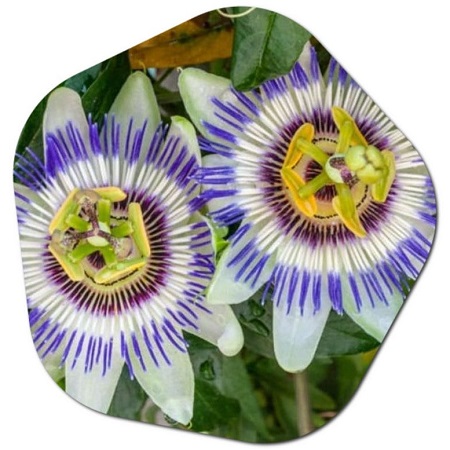 When should I start my passion flower seeds