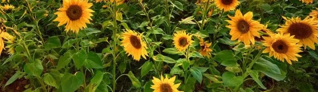 When to plant Sunflower,Sunflower planting,Sunflower care