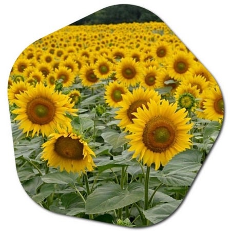 Where does sunflower grow in Ukraine