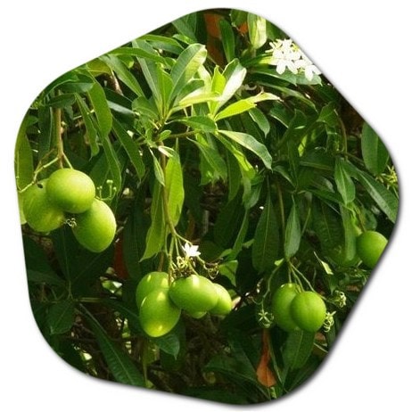 Where is bael fruit grown What is the fruit of bael