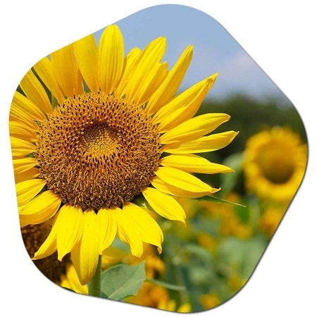Where is sunflower oil produced in Ukraine
