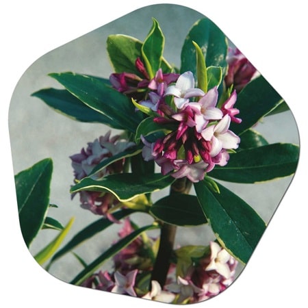 Where is the best place to plant Daphne odora