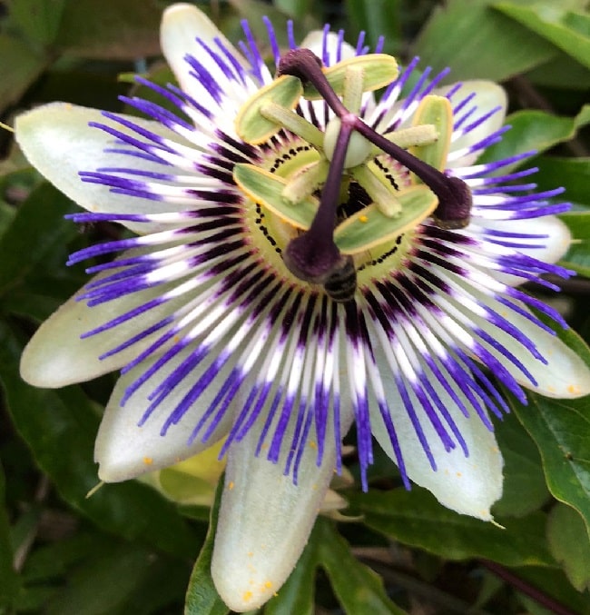 Where is the best place to plant a passion flower