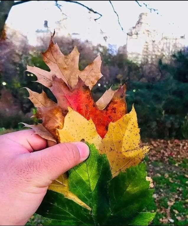 Why do leaves change color in different seasons 