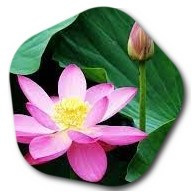 Why is lotus the national flower of Vietnam 