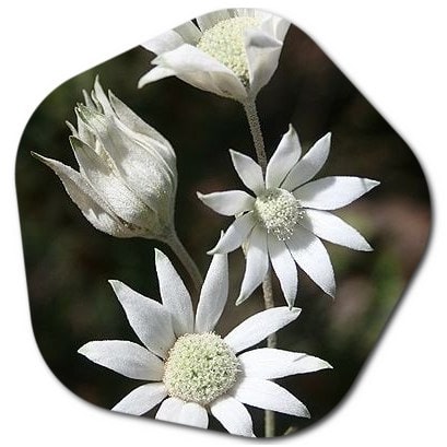 What is flannel flower good for?