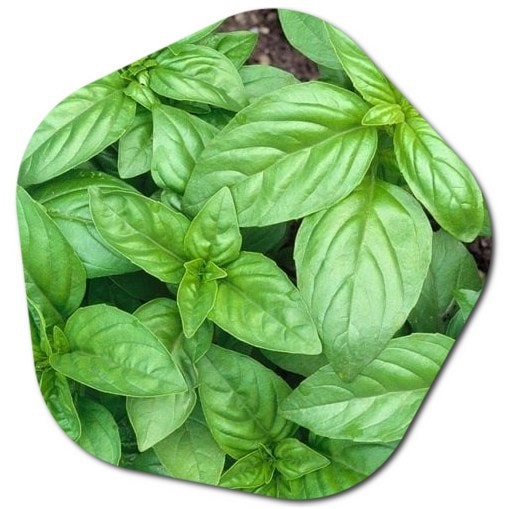 Does basil grow in America