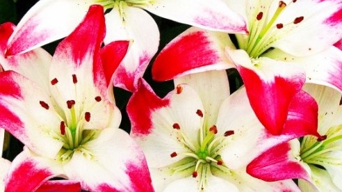 How do you care for lilies after they flower
