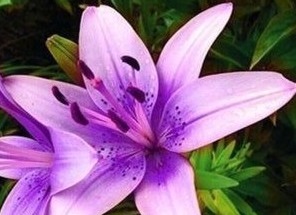 How do you keep lily flowers alive