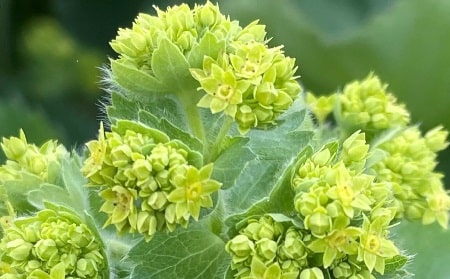 Is the Alchemilla flower useful,  Alchemilla plant benefits