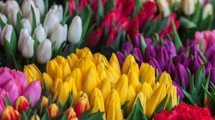 Can I grow tulips in Florida?