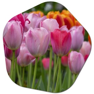 What Month to Plant Tulips in Florida