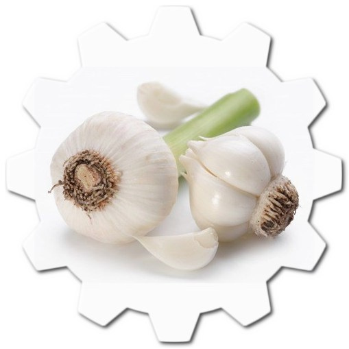 What are the Best Benefits of Garlic