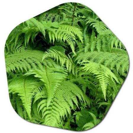 What are two ways in which ferns are used by people