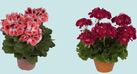 What is France's most popular balcony plant flower