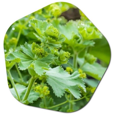 What is the history of Alchemilla