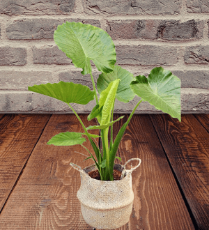 alocasia how to care,
how to look after elephant ear plant,