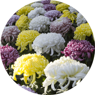 What are the best flowers for a grave in Japan