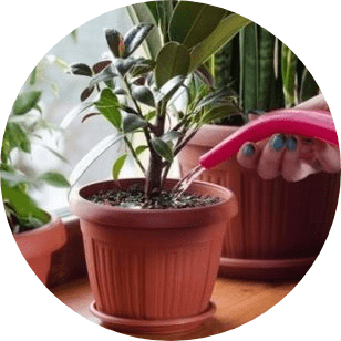 How often should I water indoor plants