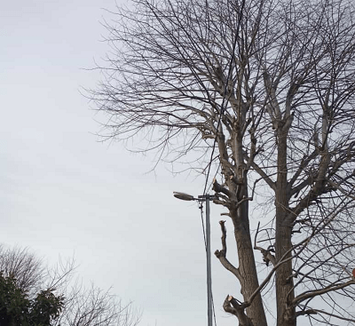 When and how is tree pruning done