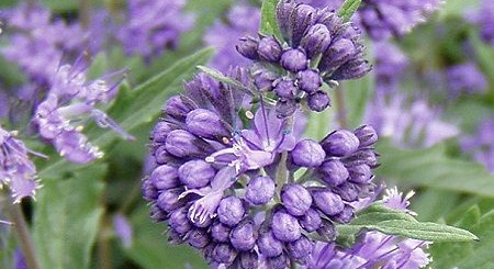 Information about the flower Caryopteris Clandonensis