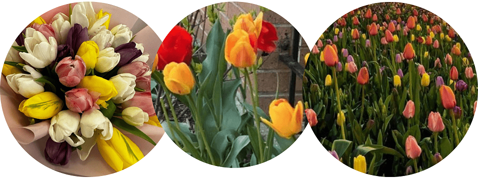 What is the best time to see tulips