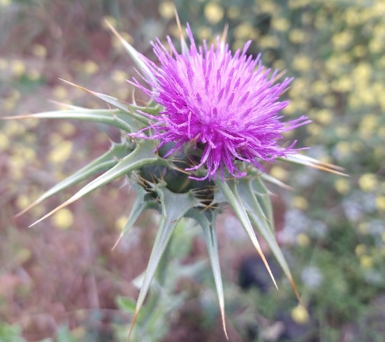 Are there thistles in America?