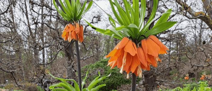 Does Fritillaria imperialis like sun or shade