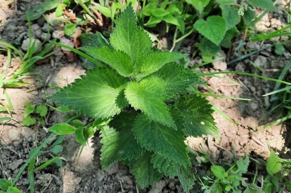 How does nettle help you? What does nettle do to the body?