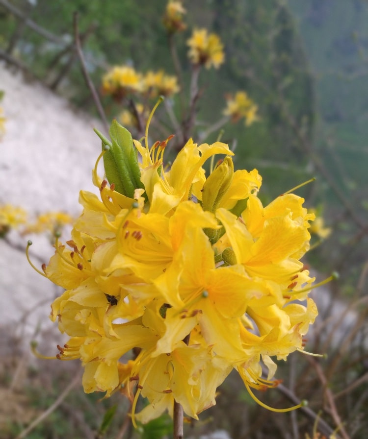 When do yellow rhododendrons bloom