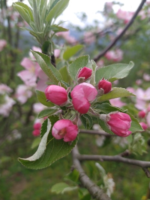 Why do fruit trees bloom