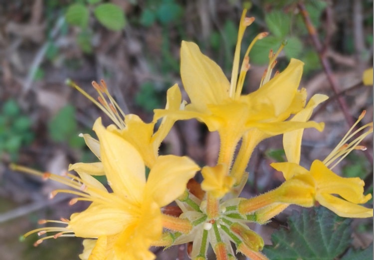 Yellow rhododendron