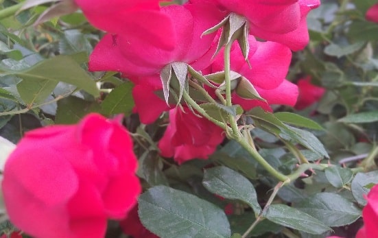 Do garden roses grow in Alabama Rose Varieties Alabama